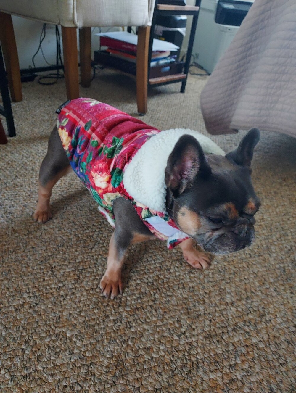 Johnny Was Red Floral Sherpa Dog Jacket NWOT